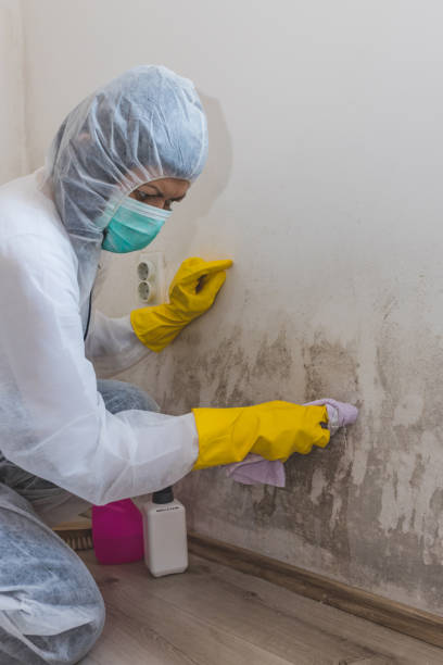 Best Attic Mold Removal  in Dandridge, TN